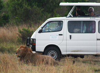 Lion in a National Park