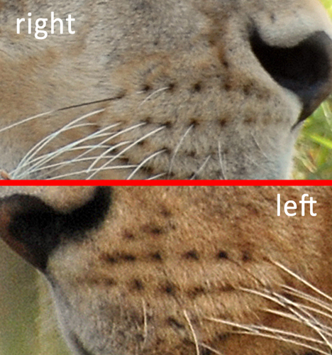 View Lion Whiskers Close Up