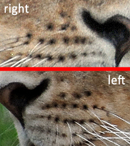 View Lion Whiskers Close Up