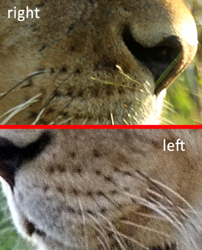 View Lion Whiskers Close Up