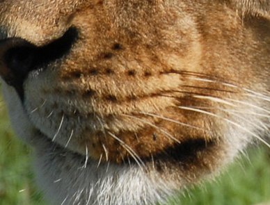 View Lion Whiskers Close Up