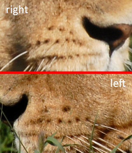 View Lion Whiskers Close Up