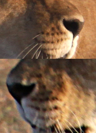 View Lion Whiskers Close Up