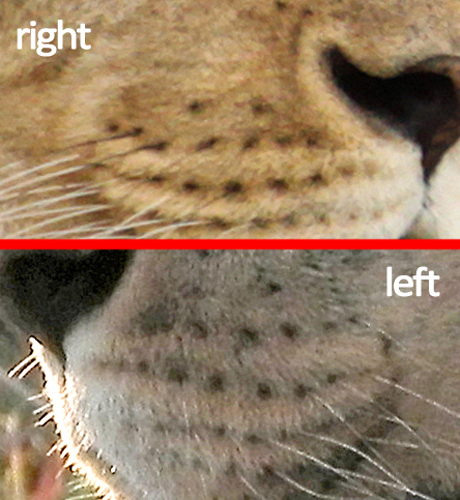View Lion Whiskers Close Up