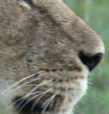 View Lion Whiskers Close Up