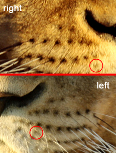 View Lion Whiskers Close Up