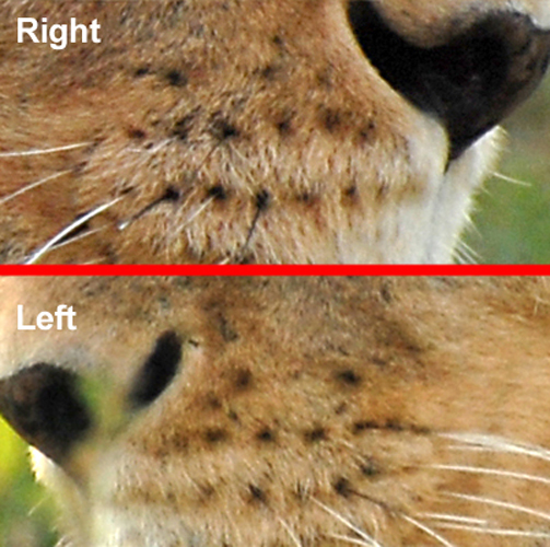View Lion Whiskers Close Up