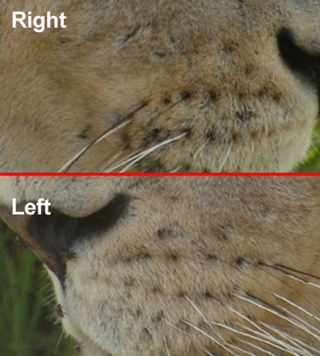 View Lion Whiskers Close Up