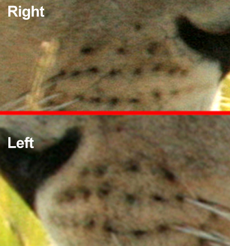 View Lion Whiskers Close Up