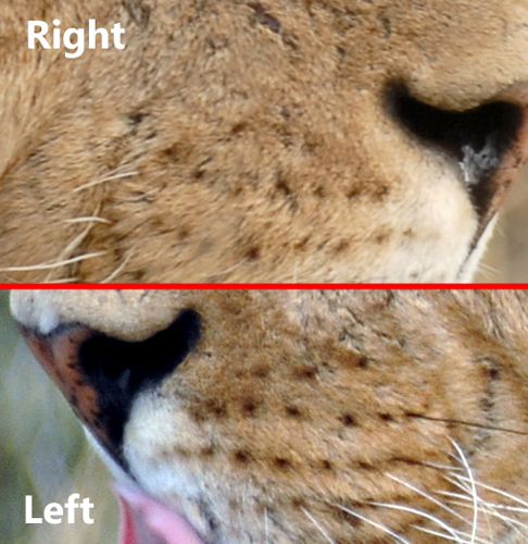 View Lion Whiskers Close Up