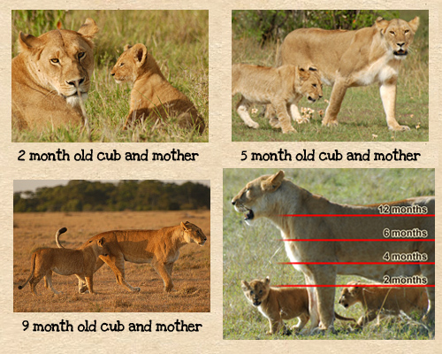 How To Age Lions  Mara Predator Project