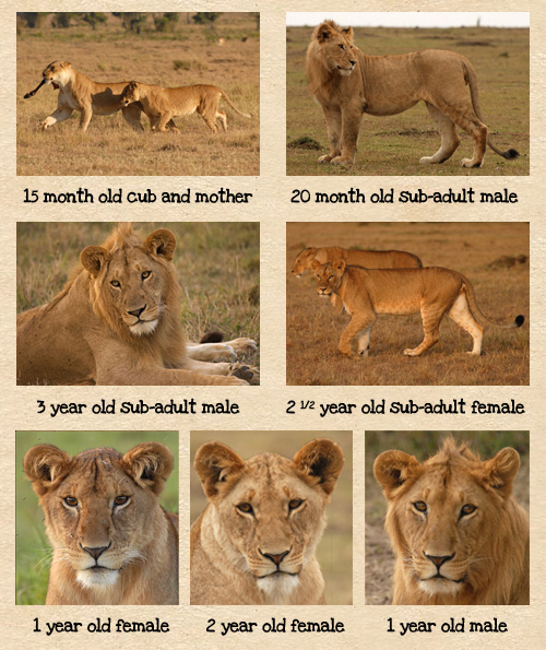 How To Age Lions Mara Predator Project