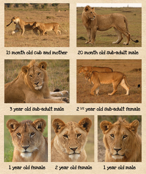 Lion Transformation Sequence Lion Transformation Sequence
