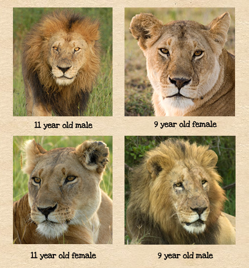 How To Age Lions Mara Predator Project